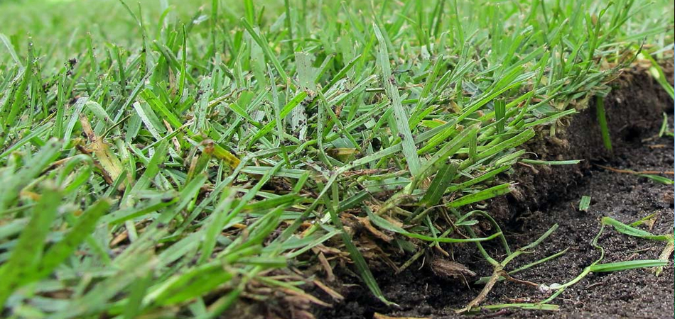 RASENVERLEGUNG & PFLEGE